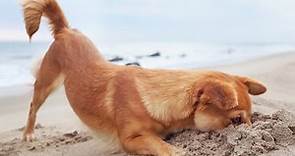Beaches Where Dogs Can Swim Near Annapolis, Maryland