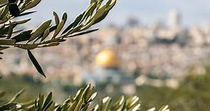 The Meaning of the Mount of Olives to Jesus in the Bible