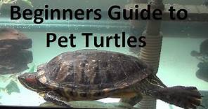 What you need to know about pet turtles!