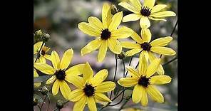 How to Start/Grow Tall Coreopsis from Seed (Coreopsis Tripteris)
