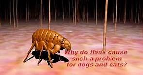 Understanding Flea and Tick Control