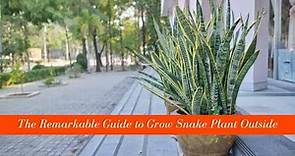 The Remarkable Guide to Grow Snake Plant Outside