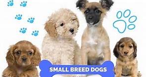 Small Dogs For Adoption Near You - Rehome or Adopt a Small Dog or Puppy Pet Rehoming Network