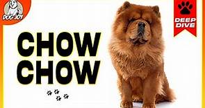 The Ultimate Chow Chow Guide: Everything You Need To Know