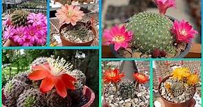 41 Espectaculares Variedades de Cactus Rebutia !! ¡descúbrelo con estas imágenes!