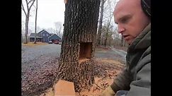 Cutting Down a Leaning Tree and Making It Fall In The Opposite Direction (How Not To) Ep 33