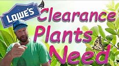 SHOP AT LOWES CLEARANCE - HUGE DISCOUNTS on plants!