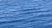 - Avvistate le balene in Alto Adriatico! -