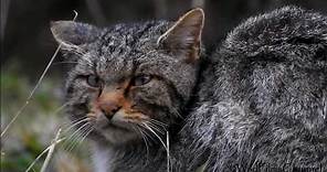 Gato Montés (Felis silvestris), Wildcat, Chat sauvage, Gatto selvatico.