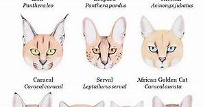 African Cats List ~ List of African Wild Cats ~ Cats For Africa