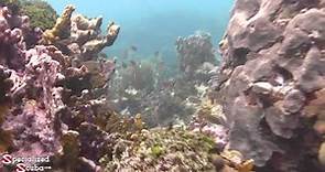 SNORKEL Bucco Reef - Tobago