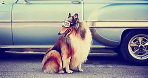 'Lassie' Was a Female Dog Always Played by Male Dogs
