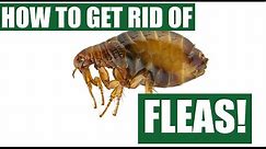 How To Get Rid Of Fleas Guaranteed (4 Easy Steps)