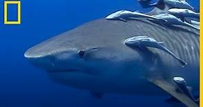 Los HERMOSOS Tiburones TIGRE, clave para mantener el ECOSISTEMA | National Geographic en Español