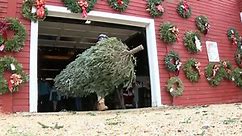 Local Christmas tree farms see record sales numbers