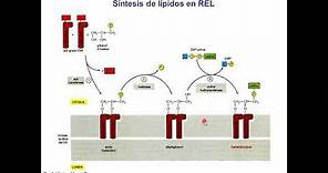 Clase Retículo Endoplasmico Liso