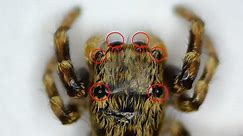 把蜘蛛用显微镜放大一百倍后，你能数的清它有几只眼睛吗？