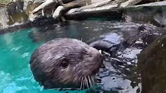 Sea otters crack and feast on shellfish at Oregon Zoo