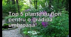 TOP 5 Plante cu flori pentru o gradina umbroasa