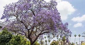 Growing Jacaranda Trees in Your Yard