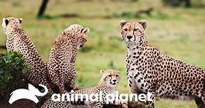 Conoce la rutina de los leopardos | Historias de grandes felinos | Animal Planet