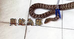 【人蛇衝突】與蛇為鄰｜解開對蛇的誤解與恐懼(我們的島 第1071集 2020-09-07)