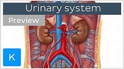 Urinary system: organs and functions (preview) - Human Anatomy | Kenhub