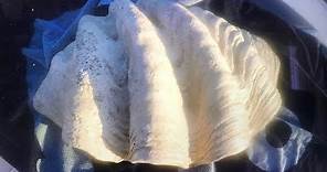 LARGEST CLAM SHELL WITH REAL PEARLS.. LOOK AT THE SIZE OF THIS!