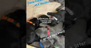 Cane Corso puppies for sale Texas #blackcanecorsopuppy #canecorsopuppies #canecorsoforsaletexas