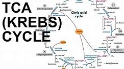 TCA/Citric Acid (Krebs) Cycle