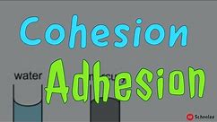 cohesion adhesion
