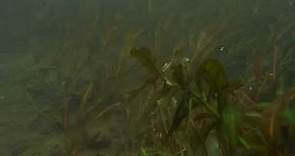 Planta acuatica Potamogeton crispus en rio mante!