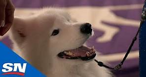 Best Of The 2021 Westminster Kennel Club Dog Show
