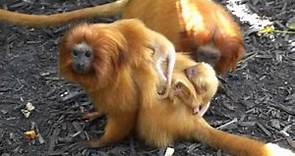 Golden Lion Tamarin Twins Born at the Palm Beach Zoo