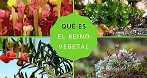 Reino Plantae o Vegetal: qué es, características, clasificación y ejemplos - ¡Resumen!