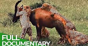 Wildlife Instincts | Cheetah - The Fastest Animal on Earth | Free Documentary Nature