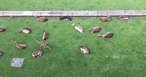 The deer enjoying the shade of... - Magdalen College, Oxford