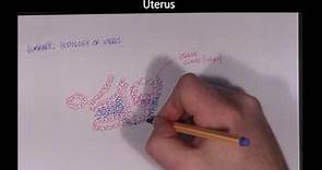 Section 1.4. Applied anatomy of the bovine reproductive system histology