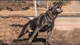 10 Amazing Black Large Dog Breeds : Black Dogs