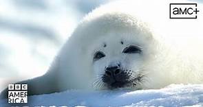 Baby Harp Seal Learns to Swim | Frozen Planet II | BBC America