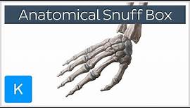 What is the anatomical snuff box? - Human Anatomy | Kenhub