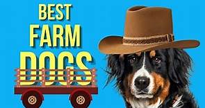 TOP 10 Best Farm Dog Breeds ( Homestead Dogs )