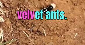 Panda Ant : Ant That Look Like a Panda