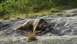 Kodiak-Bären in Alaska