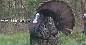 85 Turkeys in 8 Minutes - Turkey Hunting