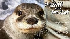 [Live Streaming] Let's chat while watching otters. 【ライブ配信】川で遊んだ後のカワウソたちを眺めながら雑談でも
