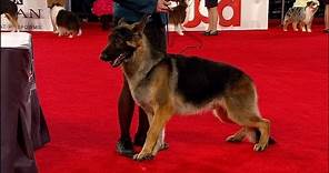 2017 Beverly Hills Dog Show: German Shepherd, Herding Group | NBC Sports