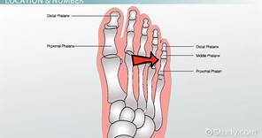 Phalanges | Definition, Location & Function