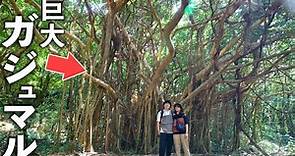 【大石林山】沖縄最北端"やんばる"観光！世界遺産の大自然