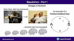 NCEA Biology L3 : Bipedalism Part 1